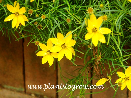 Zagreb Coreopsis (Coreopsis verticillata) 
August 18